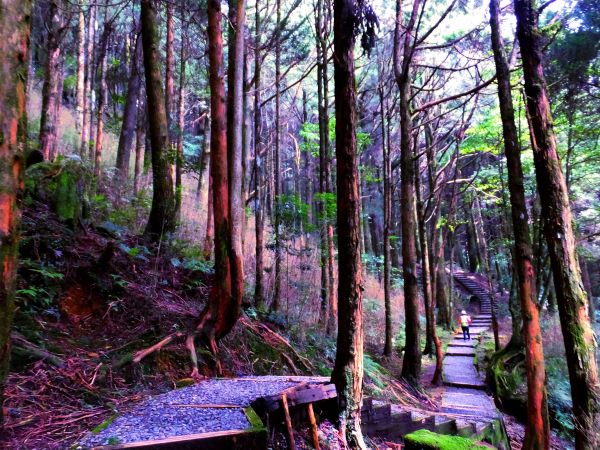 走塔山步道 攀上阿里山之巔406440