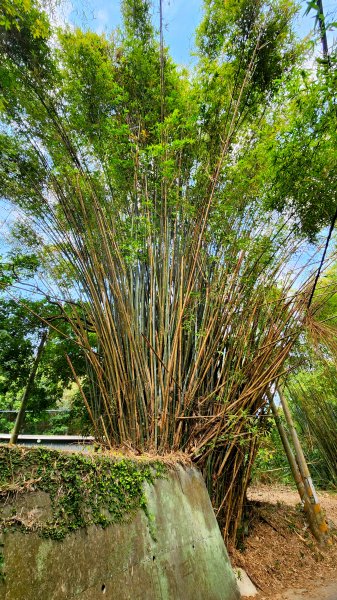 112/1/8苗栗縣頭屋鄉曲洞宮-墨硯山北峰-墨硯山-曲洞宮O型1992962