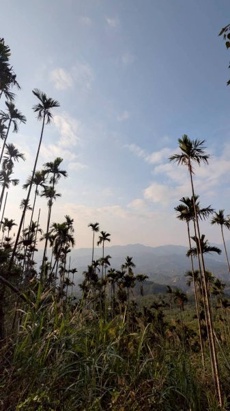 竹仔尖山步道3002506