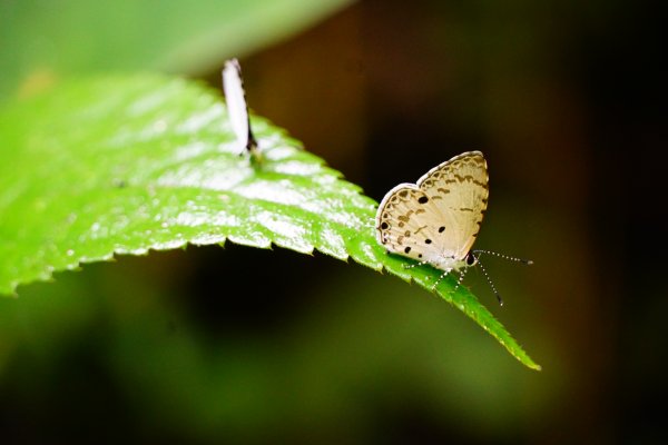 埔里彩蝶瀑布之國姓鄉眉冷山及糯米橋1466206