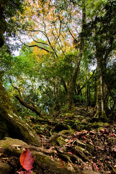 稍來山楓葉林2960878