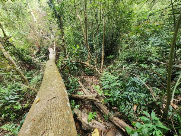 20250419蕩跋山劉家界山老社寮山新富山2936224