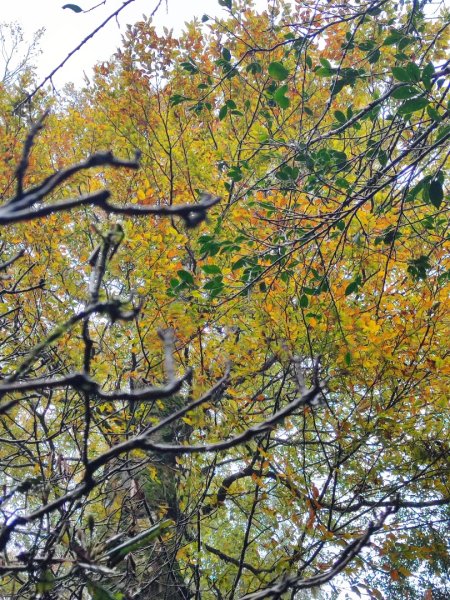 北得拉曼神木群連走內鳥嘴山2940210