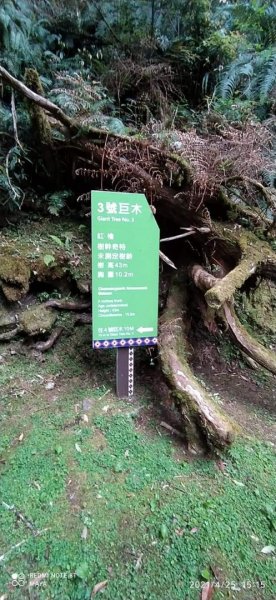 塔曼山越嶺達觀山連走拉拉山巨木群 - 神木巨木之旅1363263