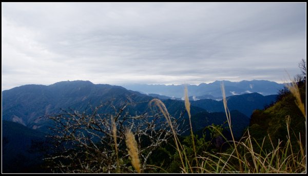 【加里山】森林浴（鹿場）502195