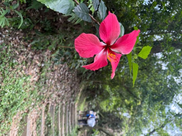 偷吃步之台北天際線第十段2777823