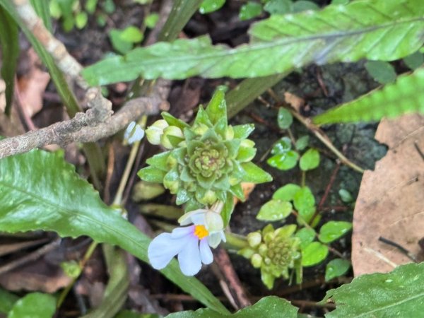 八五山古道賞九穹奇樹 尋鳥嘴下山（煤源山）2803333