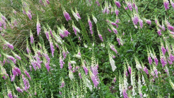 風雨中朦朧的嘉明湖19495