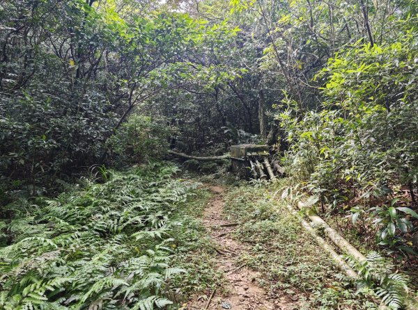 [淡蘭古道] 2026_0502 北路第二段_雞母嶺古道3047940