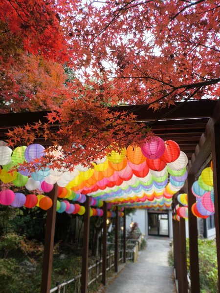 【日本健行】岡山、彥根 (近江八幡、彥根城)、姬路(書寫山圓教寺、世界遺產姬路城、好古園)2946491