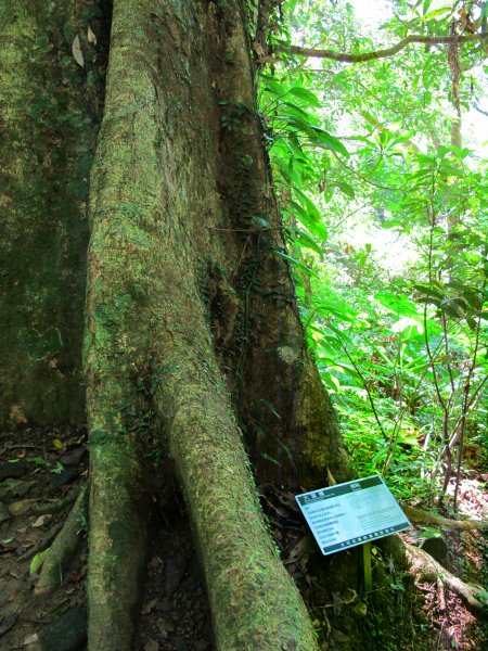 全台灣僅存低海拔亞熱帶雨林大板根森林787506