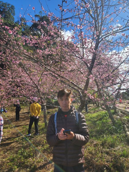 藤枝山+櫻花公園賞櫻花798363