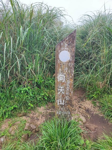 面天山、向天山步道 - 走遍陽明山尋寶任務2262941