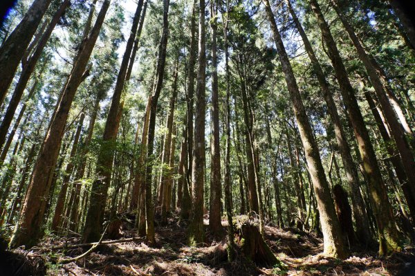 新竹 尖石 屯野生台山、石麻達山、錦屏山2904302