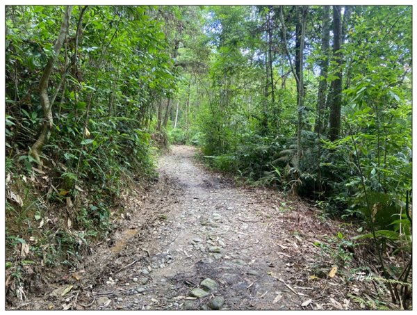 澀水森林步道、水上瀑布2846776