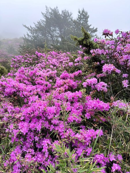 風雨中完成合歡北峰登頂2515345