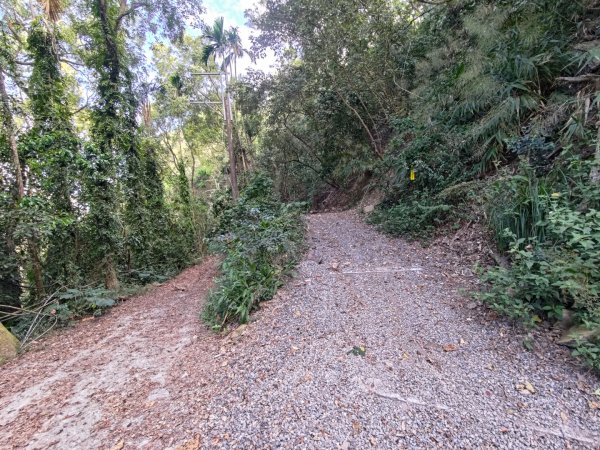 盆貿里山三盆連走2749576