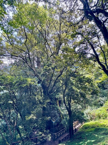 新中橫看玉山 首訪鹿林神木2836974