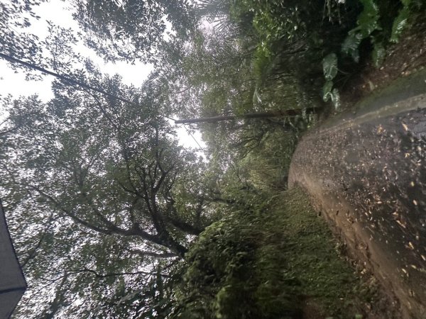 2024草嶺古道芒花季草嶺古道2644779