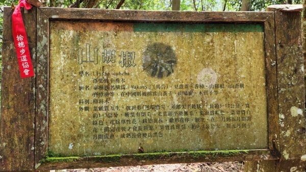 【中級山】隱藏在尖石的神秘古堡，昔日兵家必爭之地，新竹李棟山2744562