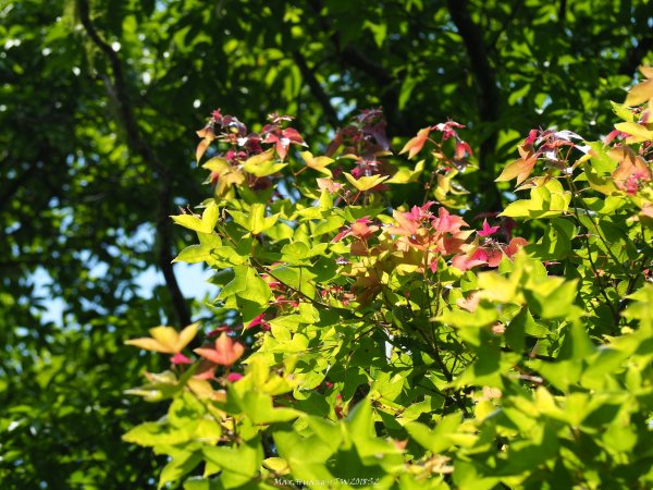 《宜蘭》植物博物館｜員山福山植物園201805182889175