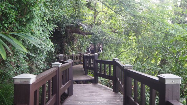 《台中》貓仔龍貓｜后里鳳凰山觀音山登山步道O繞202505042777243