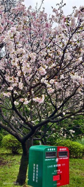 陽明山趴趴走 - 賞櫻花 3/72729257