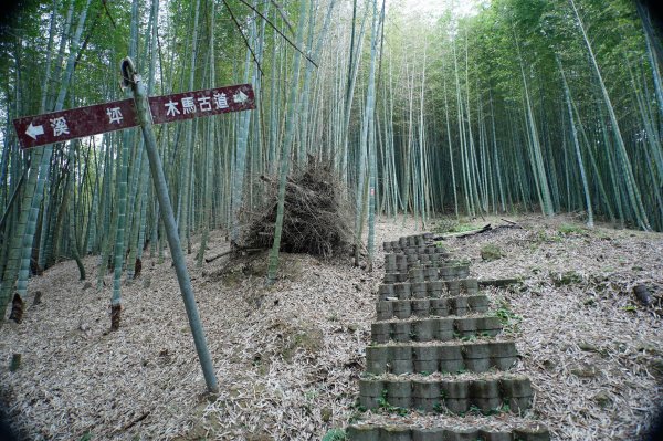 南投 鹿谷 大崙頭山、貓冬望山、樟空倫山、志騰山、竹崙山2993335