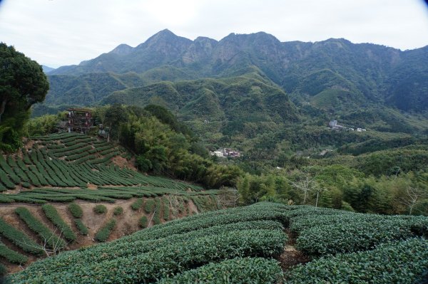 南投 鹿谷 大崙頭山、貓冬望山、樟空倫山、志騰山、竹崙山2993342