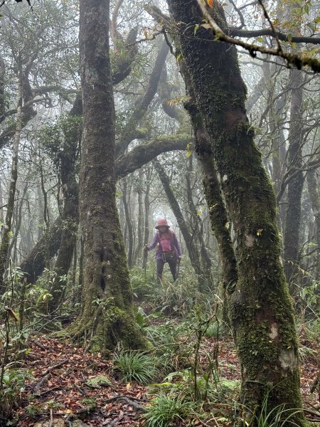 山毛櫸掉光光的 卡保逐鹿O繞 202511152937476