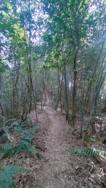 阿拔泉山/觀音石山/紅楠坑山/大巃頂/獨立山 環狀1948763