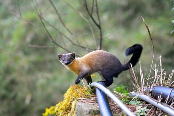 【動物】他在太平山看到可愛野生貂 網列「黑歷史」指別被萌樣騙了