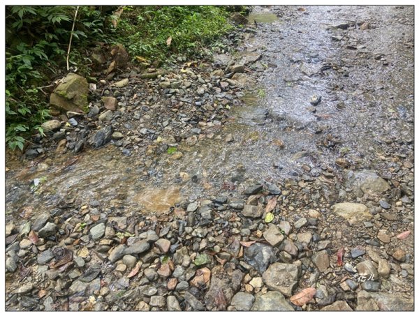 冷埤、粗坑山、血藤之旅3020360