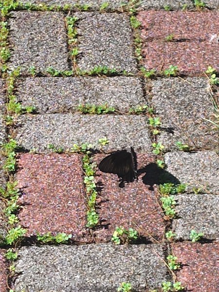 達娜伊谷-里美避難步道-巨石板步道-約富霓2788589