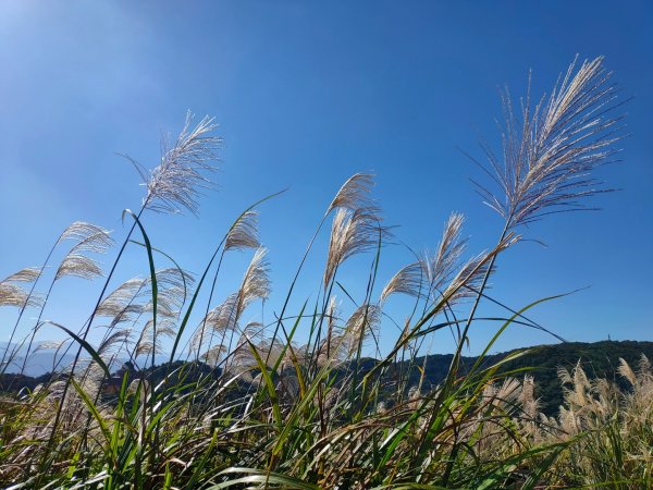 ［三角埔頂山賞芒+連走七山（迴龍尖山+三角埔頂山+三福山+青龍嶺+尖棟山+大同山+樹林山）］2358072