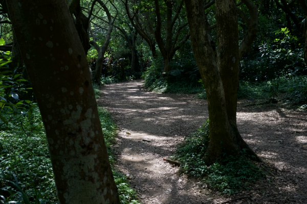 虎頭山步道942784