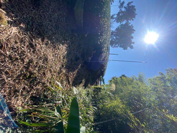 鹿谷大崙尾山、和雅挑竹古道7號、和雅挑竹古道6號O型走2425943