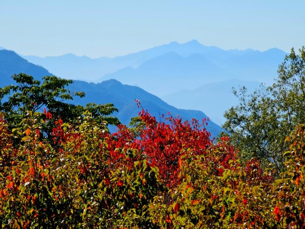 大雪山森林遊樂區賞楓2966036