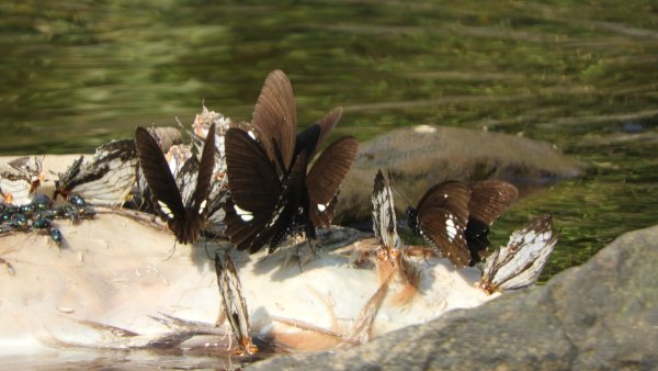 陽明山趴趴走，又到了賞蝶趣的季節 #褐斑毒蛾幼蟲2480539