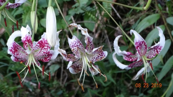 補考 - 艷紅鹿子百合656621