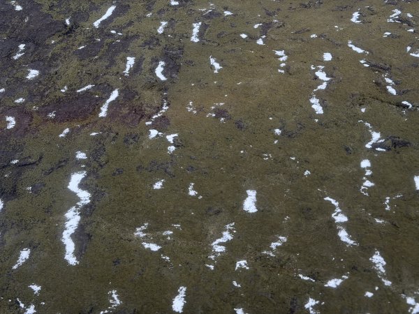 [紐約馬之行-50] 2025_1109~11 回到冰島/美國2952666