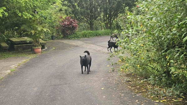 20260323后番仔坑山-內平林山-新路尾山-頂坑山-三貂嶺中心點3023709