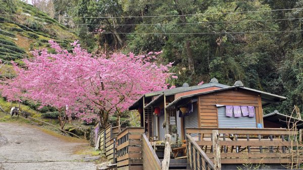 忘憂森林有一種美無法形容，雲霧繚繞，水氣朦朧，全台入園數第一名的森林遊樂區，溪頭自然教育園區2729331
