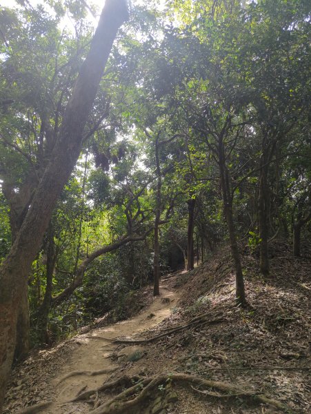 2024.12.21－旗尾山步道2677418