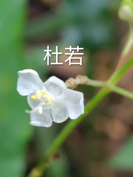 烏山、刣牛湖山、竹子尖山2891962