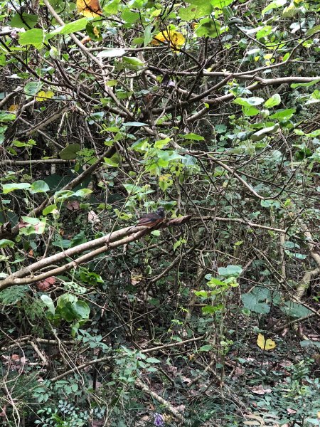 2020.10.01南壽山1119731