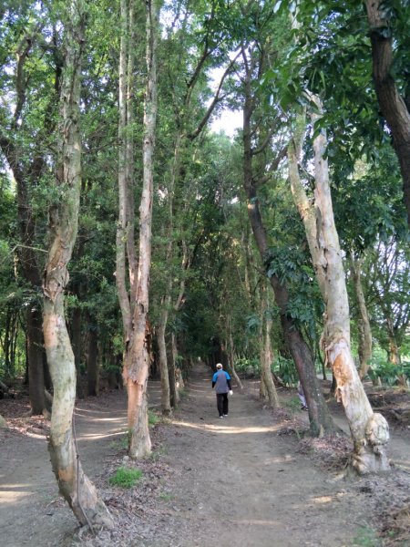西瓜山森林步道(虎山森林步道)1461409