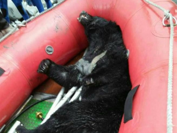 【新聞】台灣黑熊溺斃溪流 斷掌舊傷疑獸鋏造成
