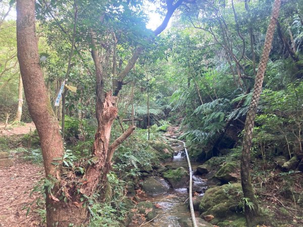 2022.09.18 【臺北大縱走第三段】小油坑-風櫃嘴-翠柏山莊（增：雙溪溝古道、五指山古道）1849355