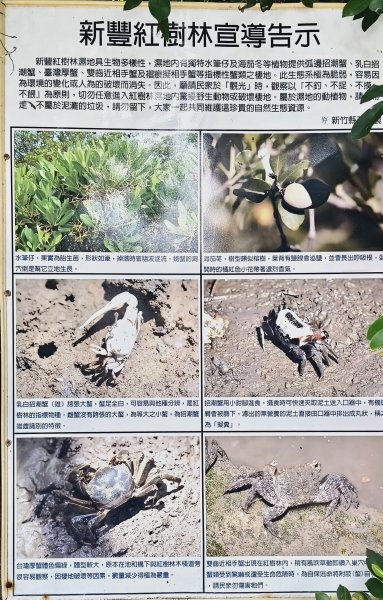 2026/06/28 新豐紅樹林生態保護區3079816